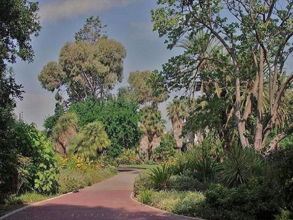 183 D35 PARC OLBIUS RIQUIER A HYERES_000043.jpg